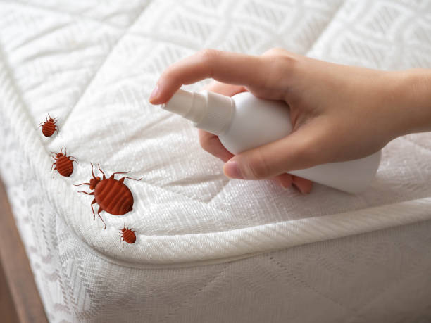 Real Estate Pest Inspections in Stony Point, NC